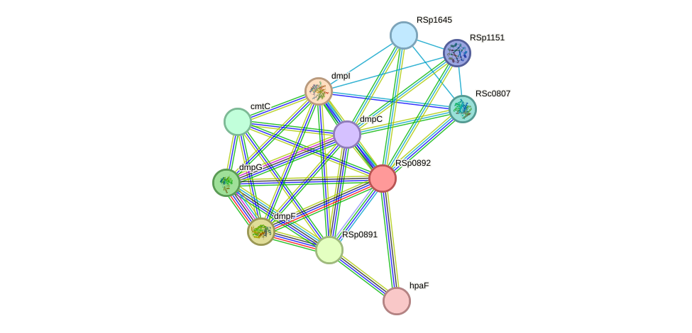 STRING protein interaction network