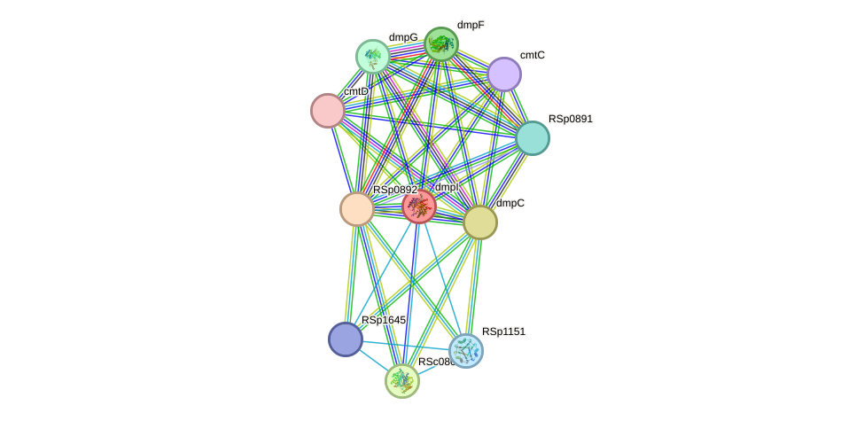 STRING protein interaction network