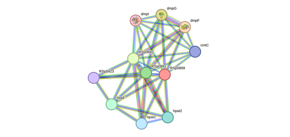 STRING protein interaction network