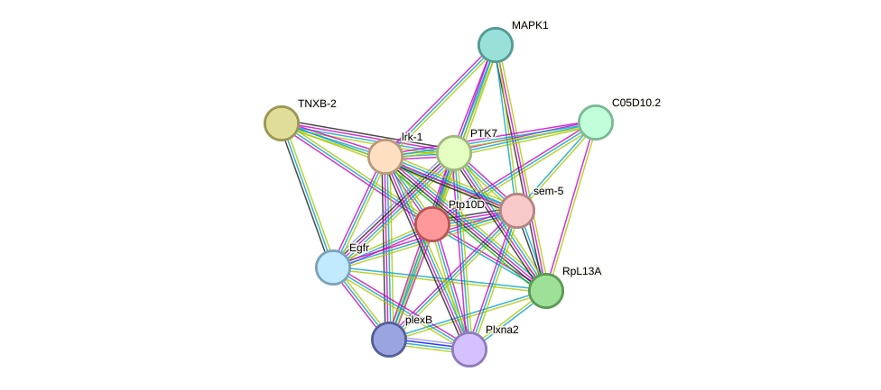 STRING protein interaction network