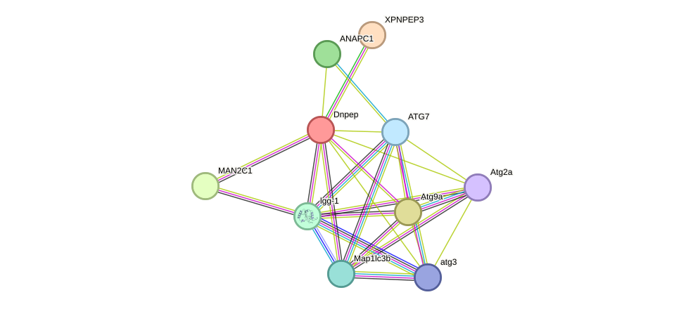 STRING protein interaction network