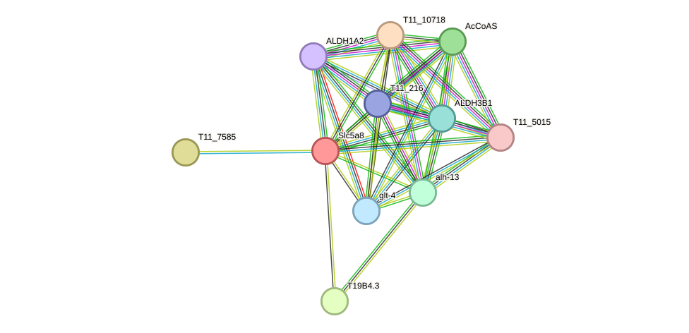 STRING protein interaction network