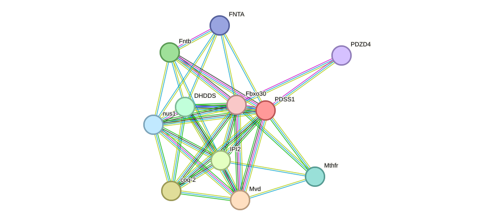 STRING protein interaction network