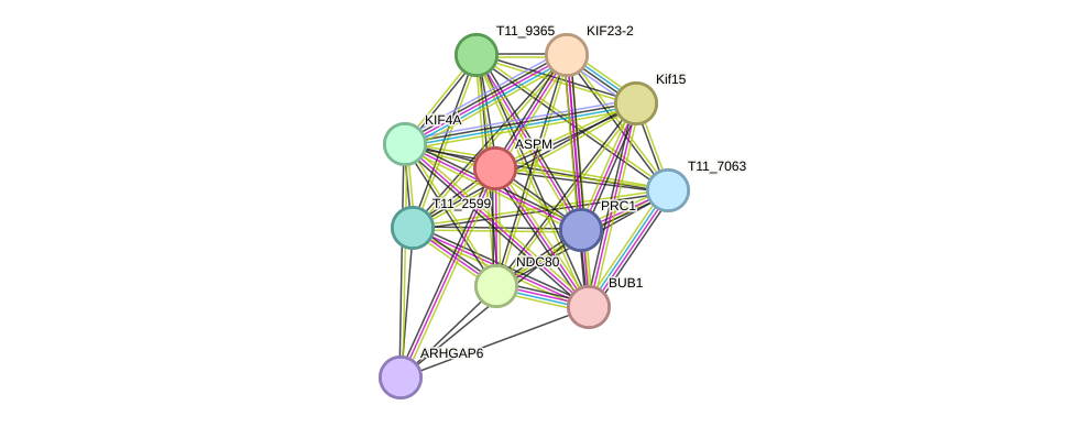 STRING protein interaction network