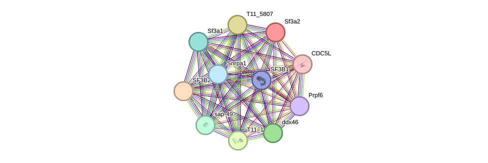 STRING protein interaction network