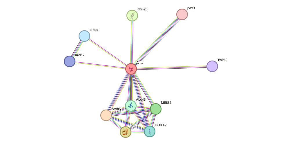 STRING protein interaction network