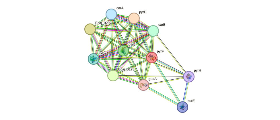 STRING protein interaction network