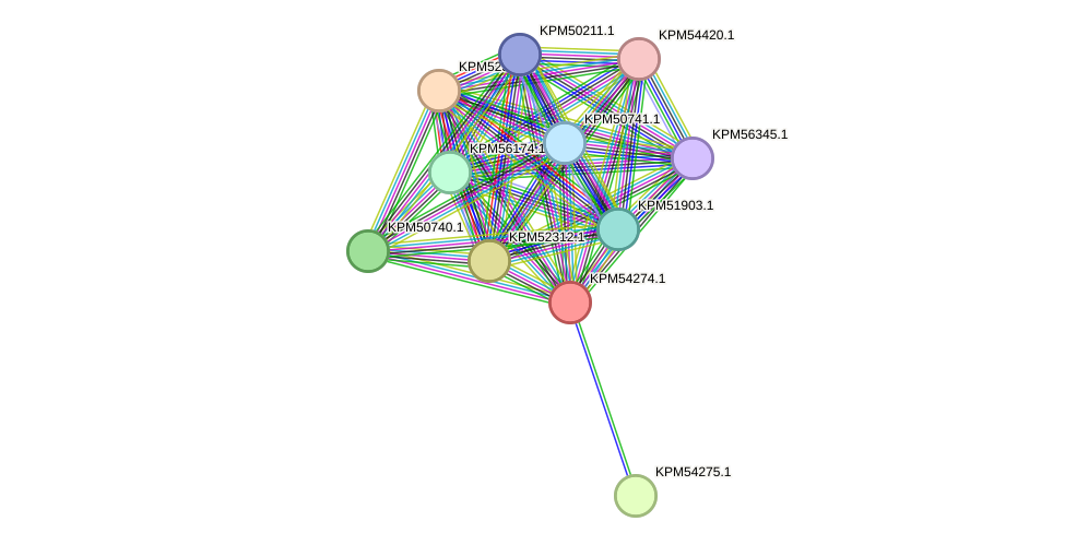 STRING protein interaction network