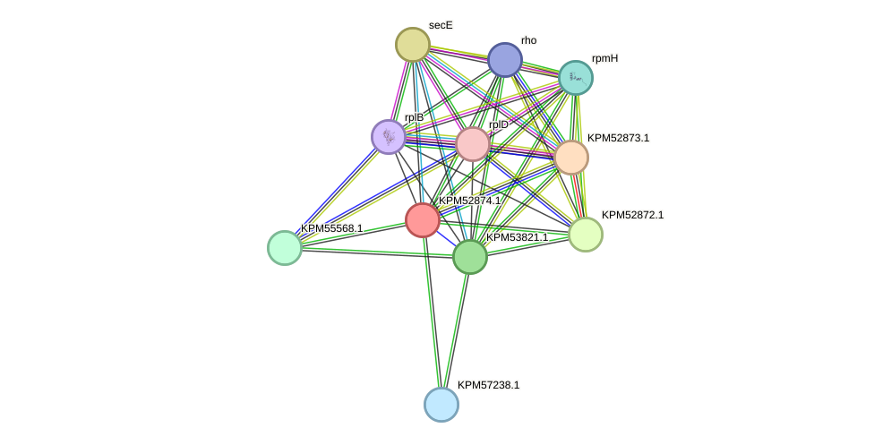 STRING protein interaction network