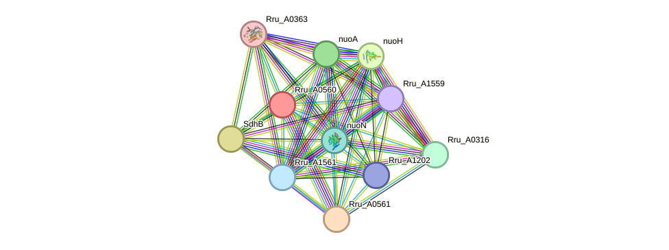 STRING protein interaction network