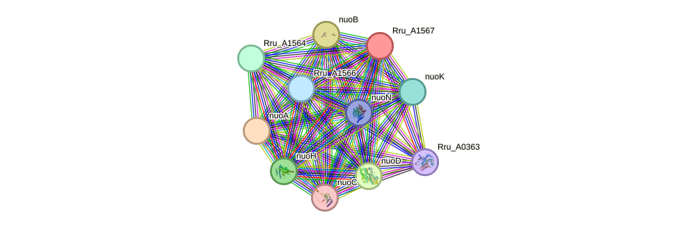 STRING protein interaction network