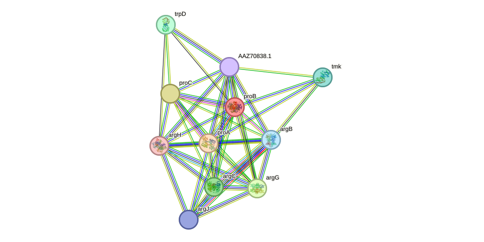 STRING protein interaction network