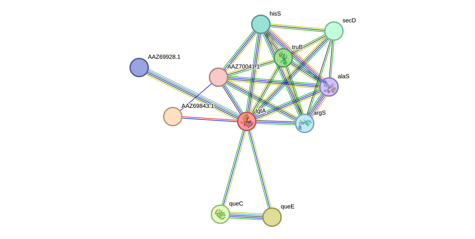 STRING protein interaction network