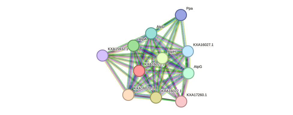 STRING protein interaction network