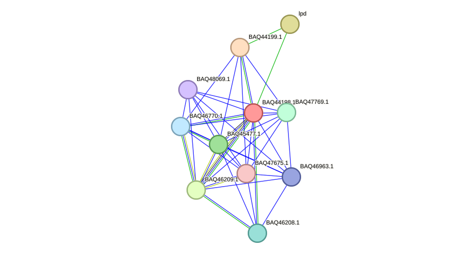 STRING protein interaction network