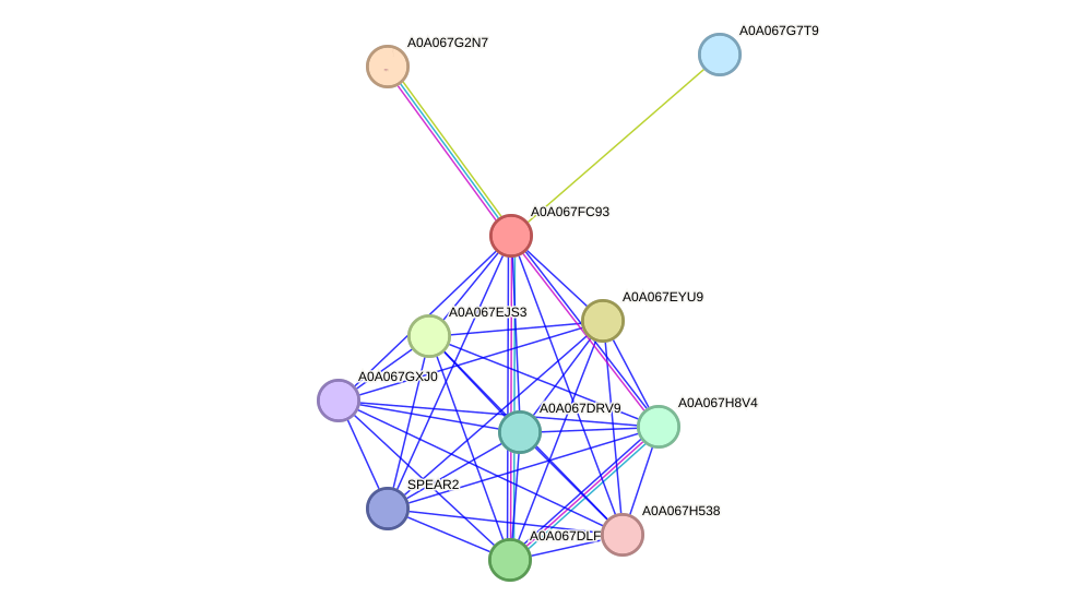 STRING protein interaction network