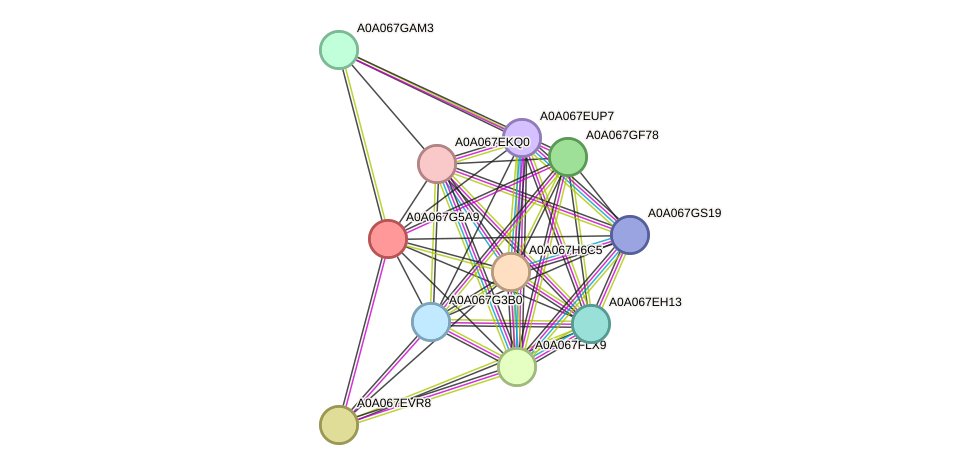 STRING protein interaction network