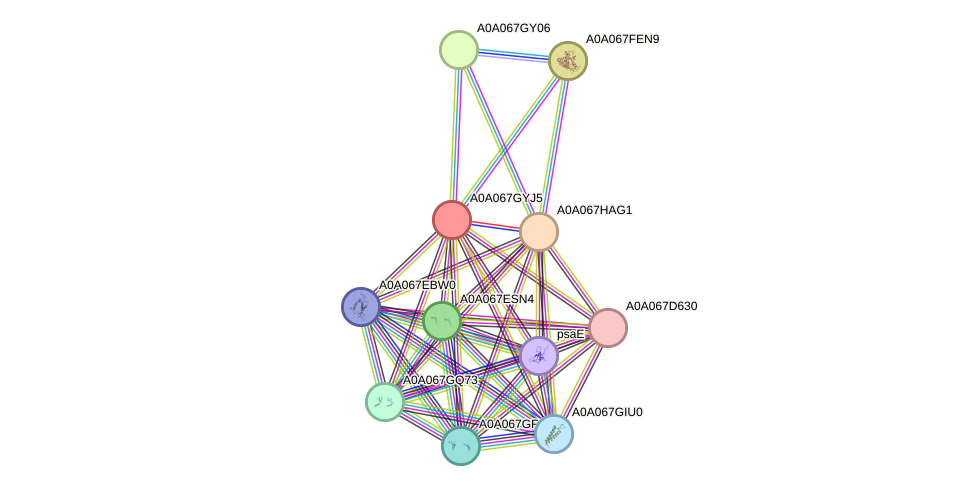 STRING protein interaction network