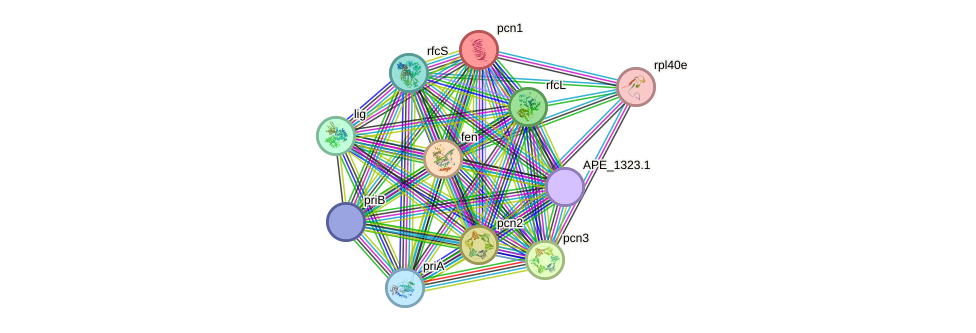 STRING protein interaction network