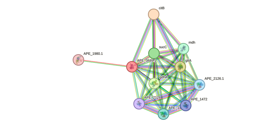 STRING protein interaction network