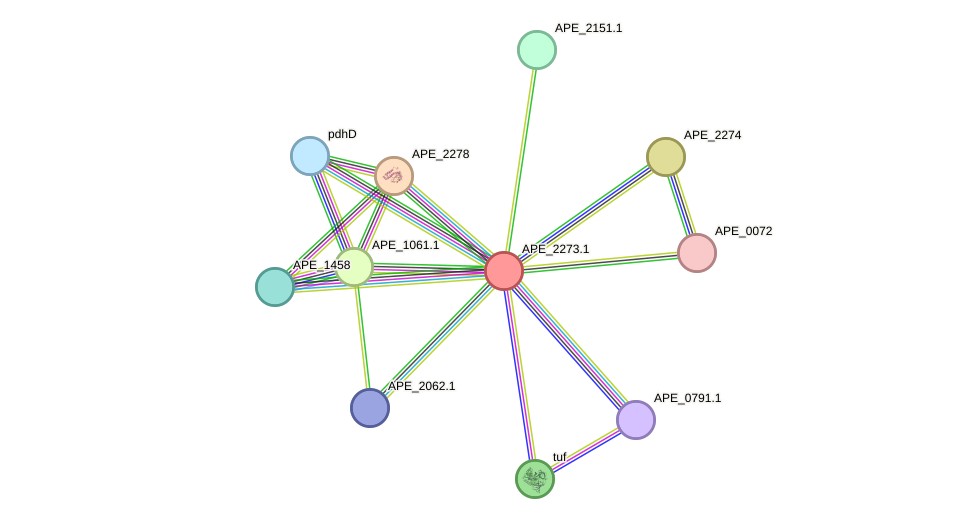 STRING protein interaction network