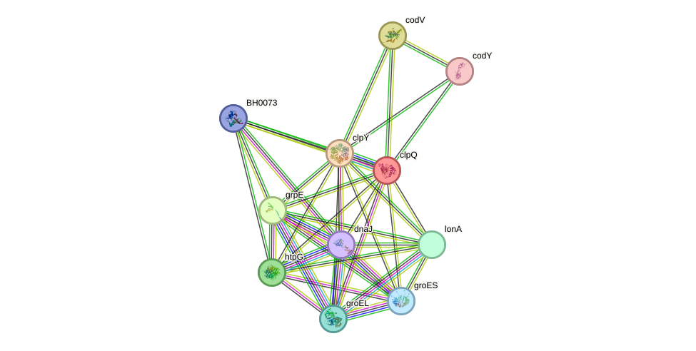 STRING protein interaction network