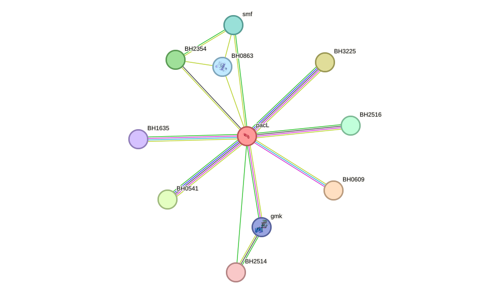 STRING protein interaction network