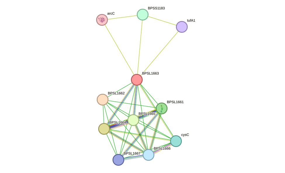 STRING protein interaction network