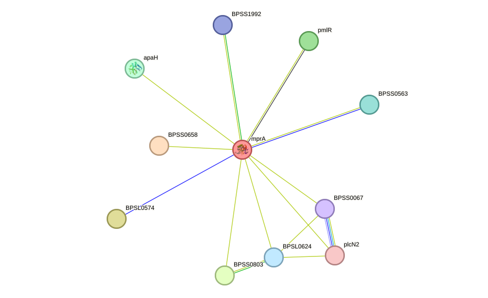 STRING protein interaction network