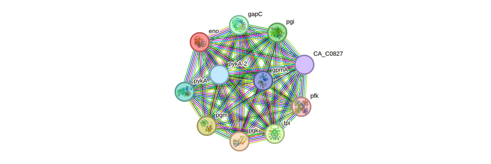 STRING protein interaction network