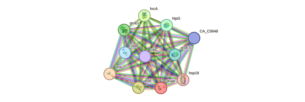 STRING protein interaction network