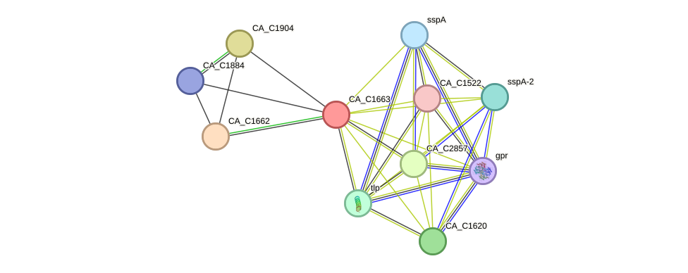 STRING protein interaction network
