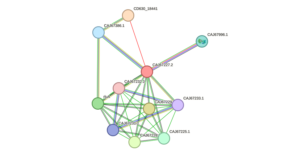 STRING protein interaction network