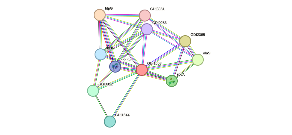 STRING protein interaction network