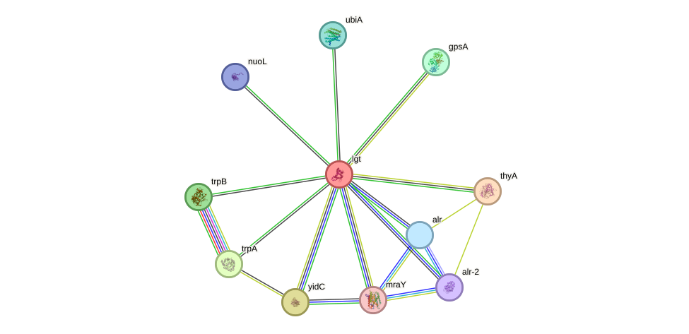 STRING protein interaction network