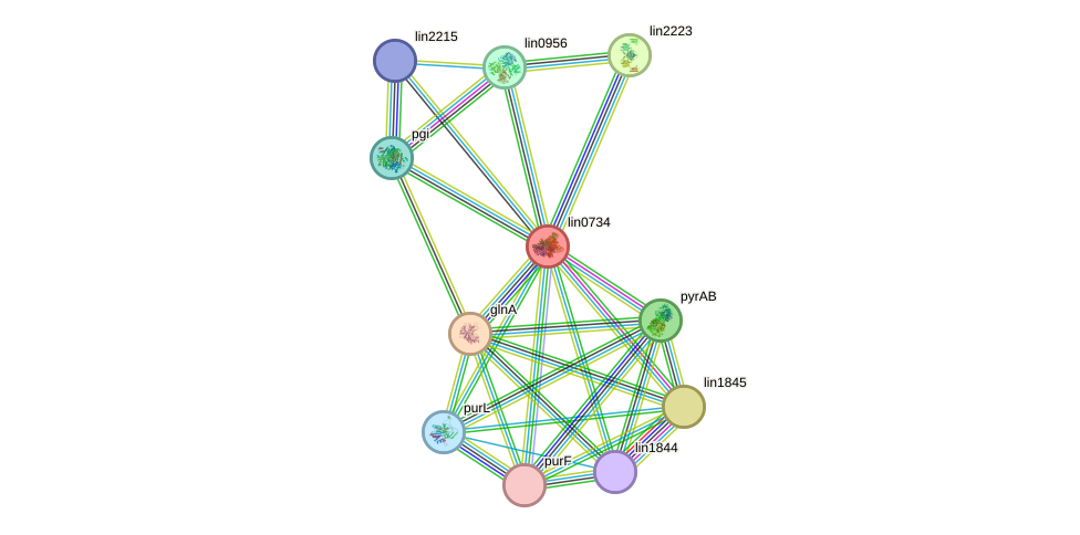 STRING protein interaction network