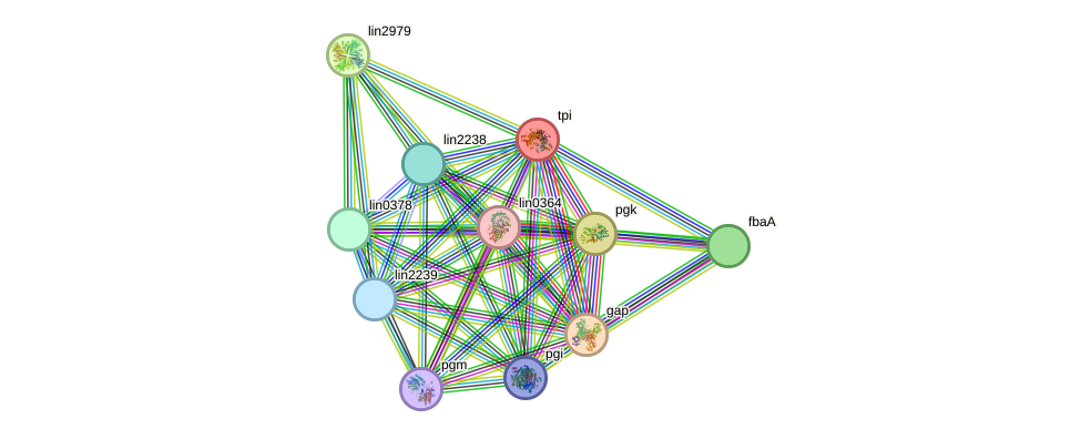 STRING protein interaction network