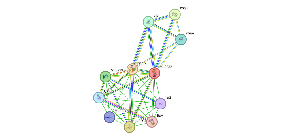 STRING protein interaction network