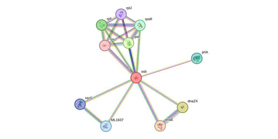 STRING protein interaction network