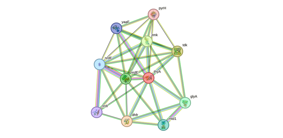 STRING protein interaction network