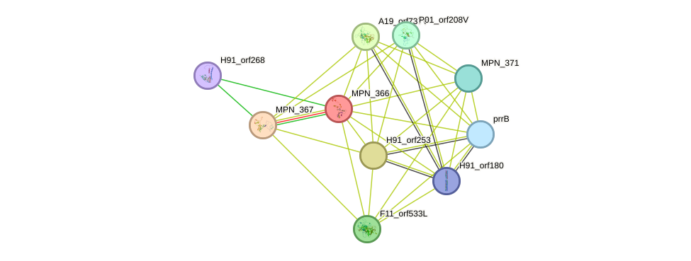 STRING protein interaction network