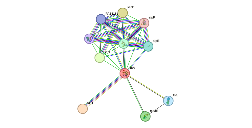 STRING protein interaction network