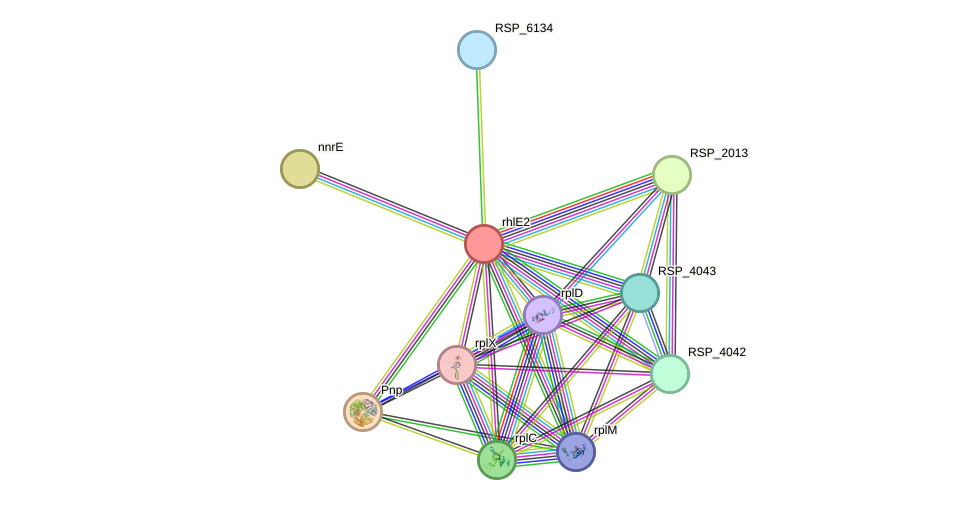 STRING protein interaction network