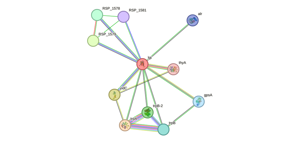 STRING protein interaction network