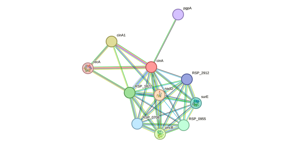 STRING protein interaction network