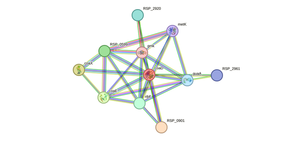 STRING protein interaction network