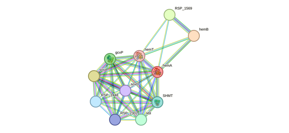 STRING protein interaction network