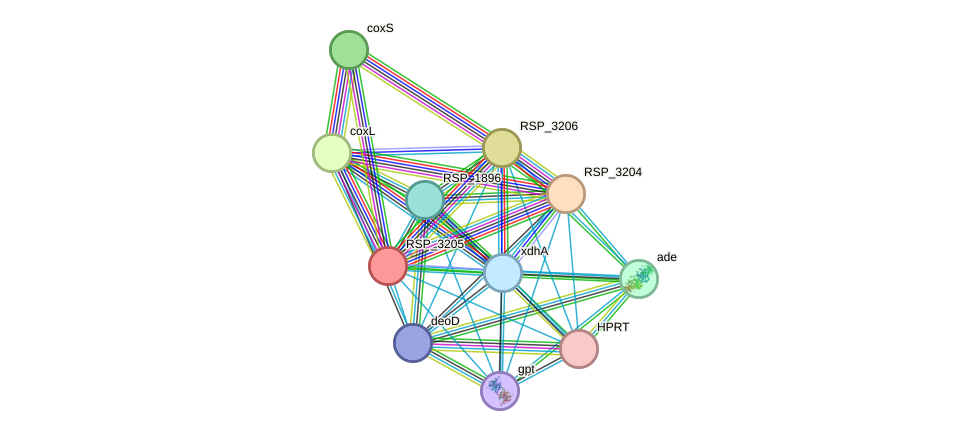 STRING protein interaction network