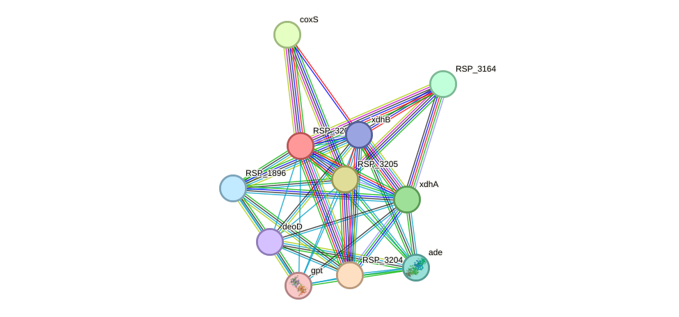 STRING protein interaction network