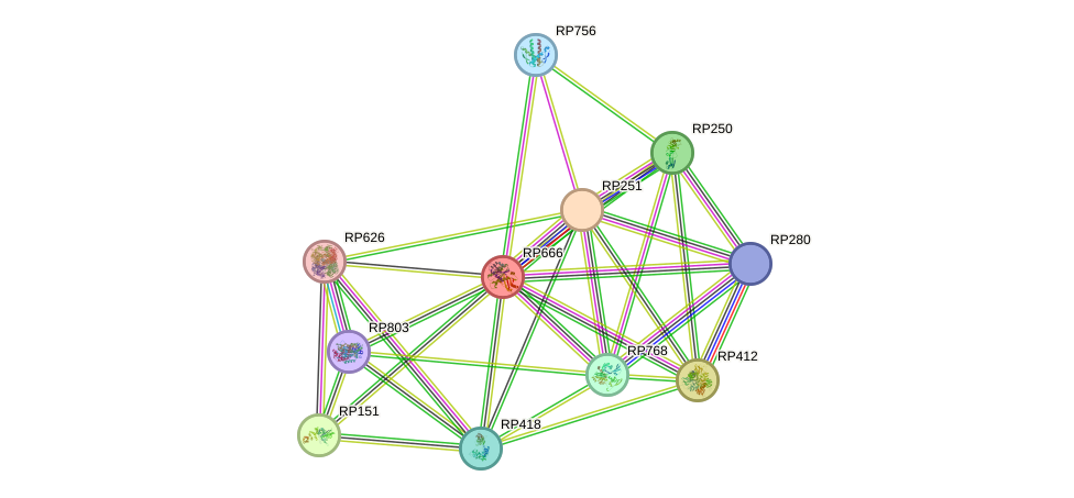 STRING protein interaction network